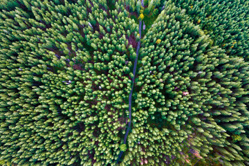 Aerial view of green pine forest with dark spruce trees. Nothern woodland scenery from above