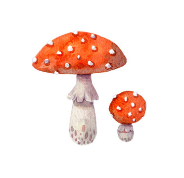 Watercolor fly agaric mushroom. Hand-drawn illustration isolated on the white background.