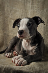  Pit bull puppy, puppy portrait, cute pit bull terrier in studio, merle puppy
