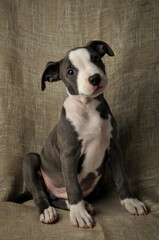  Pit bull puppy, puppy portrait, cute pit bull terrier in studio, merle puppy
