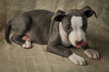  Pit bull puppy, puppy portrait, cute pit bull terrier in studio, merle puppy
