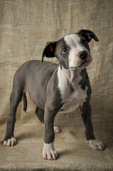  Pit bull puppy, puppy portrait, cute pit bull terrier in studio, merle puppy
