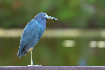 Little blue heron bird perching near lake water in Florida wetland