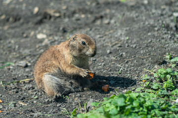świstak (Marmota) ssak z podrodziny afrowiórek (Xerinae)  © Henryk Niestrój