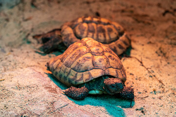 żółwie na piasku w terrarium
