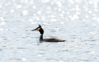 kaczka perkoz dwuczuby pływa bokeh światełka © Colorful Soul