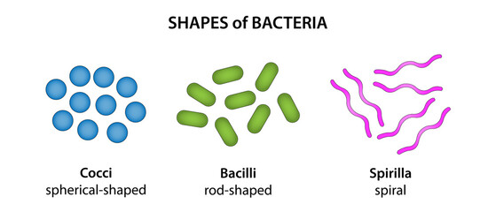 The three basic shapes of bacteria - obrazy, fototapety, plakaty