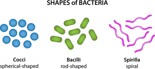 The three basic shapes of bacteria - obrazy, fototapety, plakaty