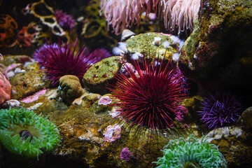 Obraz premium colorful coral reef at the aquarium