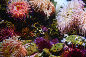 colorful coral reef at the aquarium