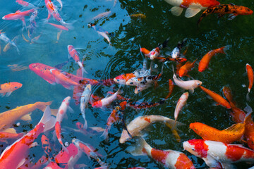 Colorful fancy carp fish (koi fish) in a garden pond in Japan,nishikigoi or orange carp.