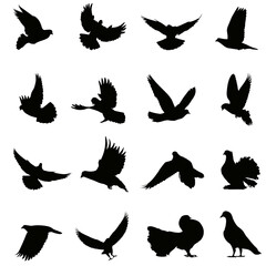 silhouettes of birds, set of birds silhouettes, pigeons collection