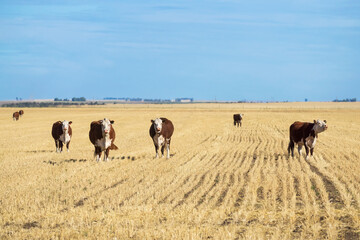 Fototapeta na wymiar Group of Polled Hereford cows in a field of yellow pastures in Argentina