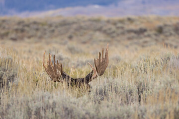 Bull Moose Bedded in Tall Sagebrush in Autumn in Wyoming