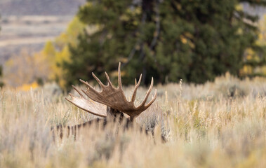 Bull Moose Bedded in Tall Sagebrush in Autumn in Wyoming