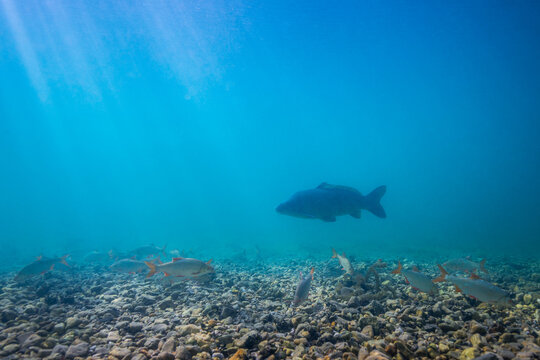Karpfen und Rotauge (Rutilus rutilus) Pl&ouml;tze Fische schwimmen &uuml;ber Seeboden