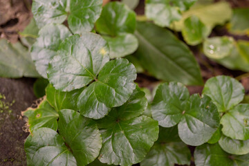 Texture and surface of green leaf wild plant on the tropical forest. Photo is suitable to use for nature background, botanical poster and nature content media.