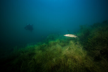Europäischer Hecht (Esox lucius) unter Wasser mit Taucher im Hintergrund