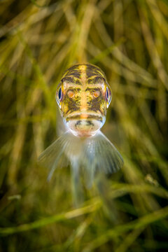 Europ&auml;ischer Hecht (Esox lucius) unter Wasser Portrait