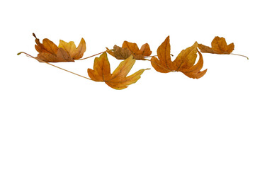Fallen dry brown maple leaves isolated transparent png. Autumn season. 
