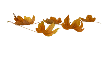 Fallen dry brown maple leaves isolated transparent png. Autumn season. 
