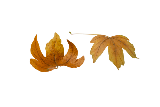 Pair of brown maple fallen leaves isolated transparent png. Autumn season. 
