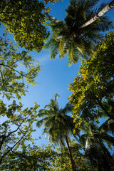 Palmen und tropische Bäume von unten, Playa Uvita im Parque Nacional Marino Ballena, Costa Rica