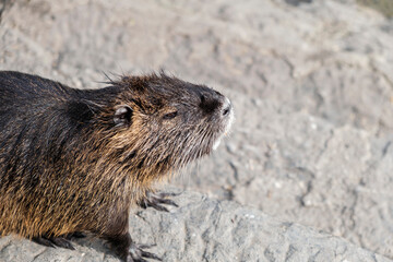 Nutria, close-up view of the side of the snout of the nutria looking to the side standing on a stone. Wild animals, animals in the natural environment.