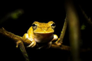 Portrait einer Kröte, evtl. Lütkens Guatemalakröte (Incilius luetkeni), Costa Rica