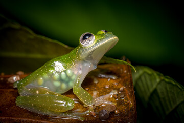 Glasfrosch mit Eiern im Buach, Makroaufnahme, Costa Rica