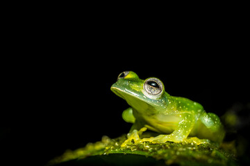 Glasfrosch Makroaufnahme, Costa Rica
