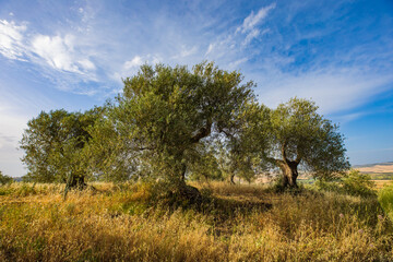 Olive trees in tuscany
