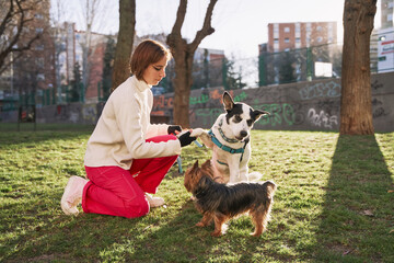 Naklejka na ściany i meble Dog trainer training dogs on the field, dog with a reward Woman training her dog in park,
