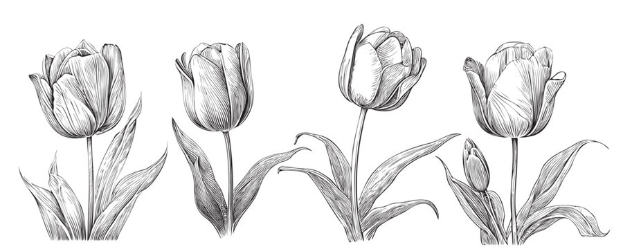 Set of tulips sketch hand drawn in doodle style illustration