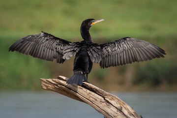 Cormorán - Phalacrocorax brasilianus