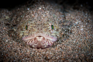 Eidechsenfisch (Synodontidae) von vorne, im Golf von Akaba, Rotes Meer