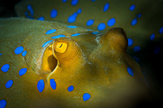 Auge eines Blaupunkt-Stechrochen (bluespotted stingray, Taeniura lymma)