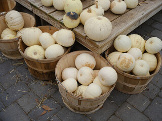 Baskets of small white pumpkins at a New England Farm Market