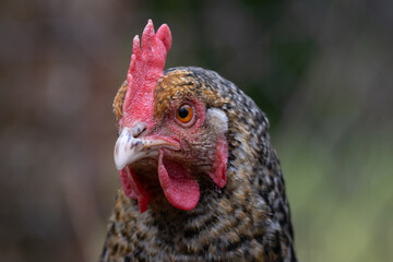 portrait of a chicken