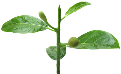 Baby jackfruits on branch