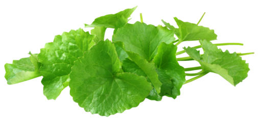 Medicinal thankuni leaves