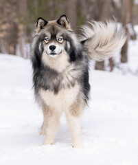 Mixed breed dog posing in the snow