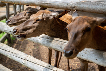 Deer farm in the spring.