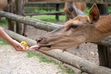Deer farm in the spring.