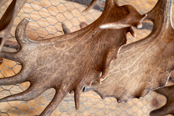 deer horn at the stable