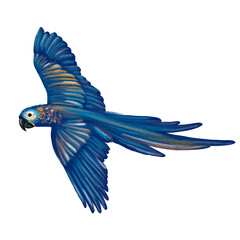 Arara azul