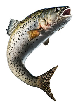 Jumping Fish" Images – Browse 2,003 Stock Photos, Vectors, and Video |  Adobe Stock