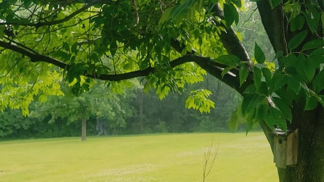 rain trees in the park