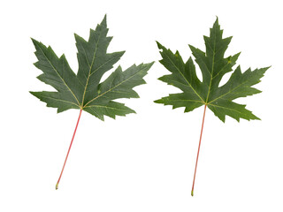 Green canadian maple leaves isolated transparent png. Canada symbol.
