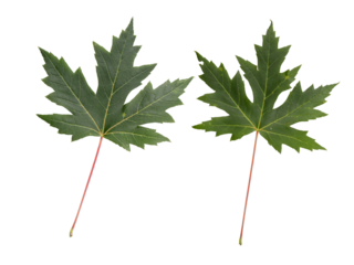 Green canadian maple leaves isolated transparent png. Canada symbol.
